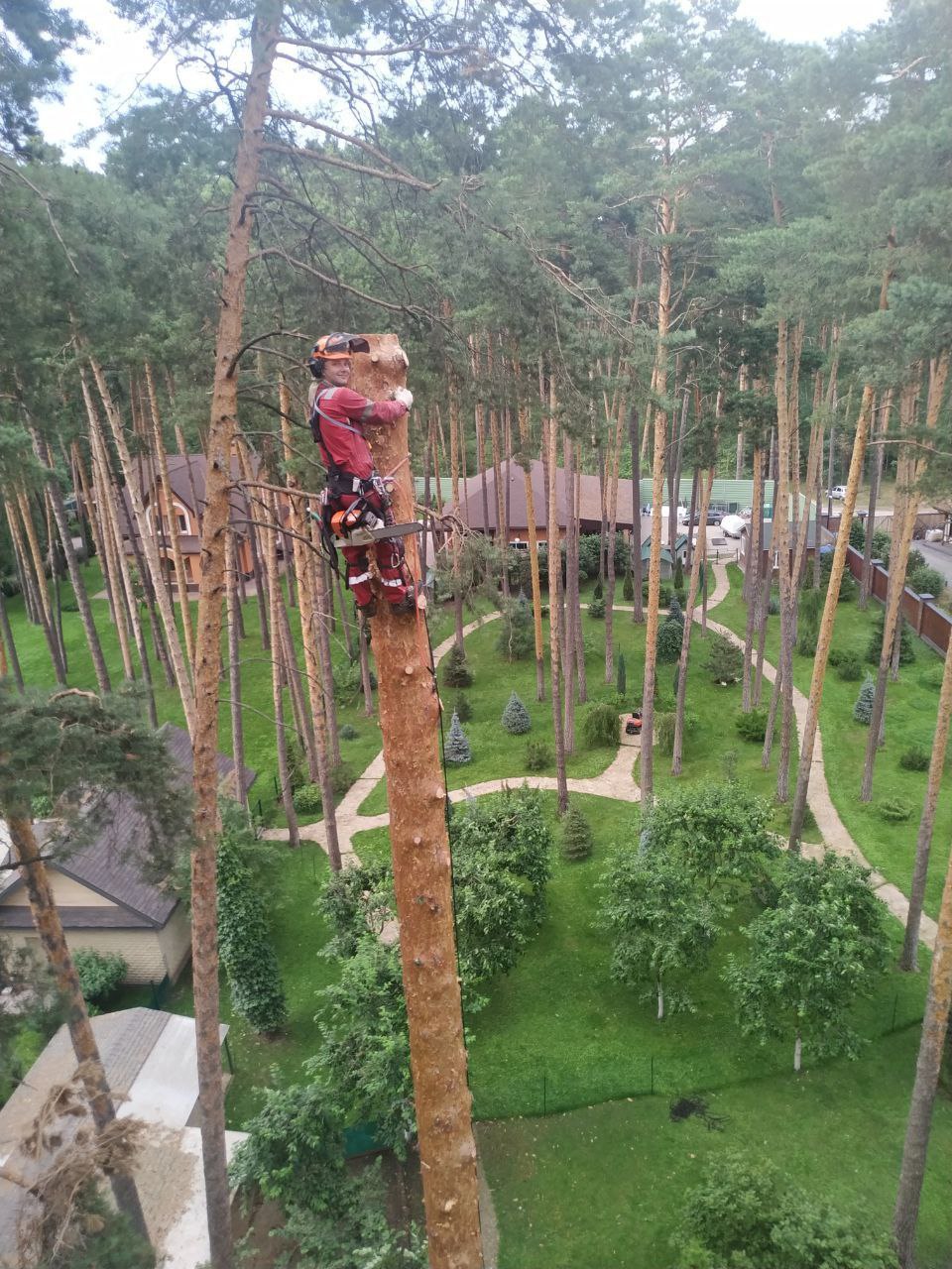Арборист работает на высоте — спил дерева рядом с домом
