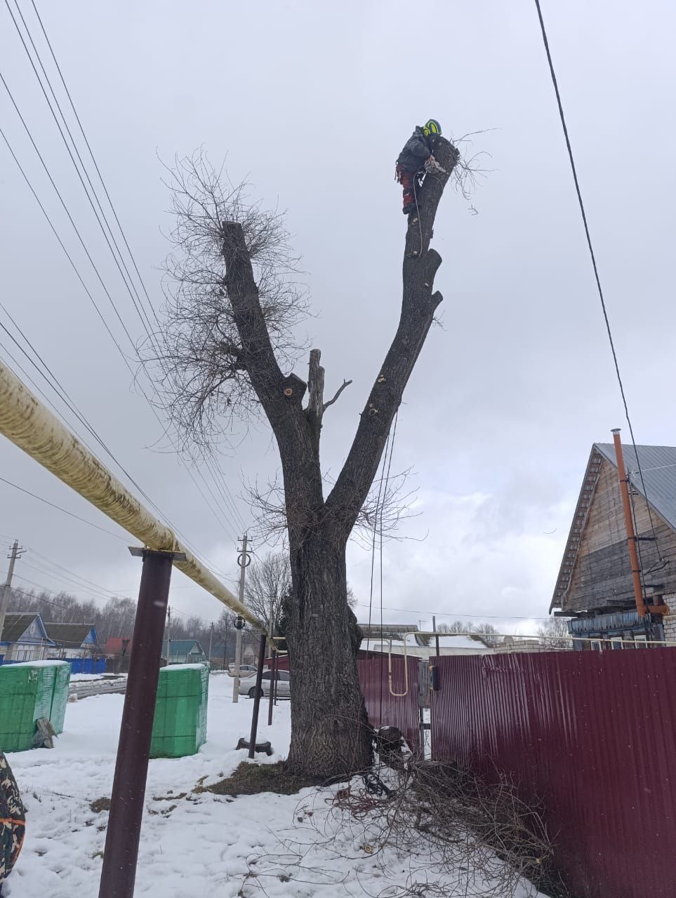 Дерево рядом с проводами — опасная ситуация