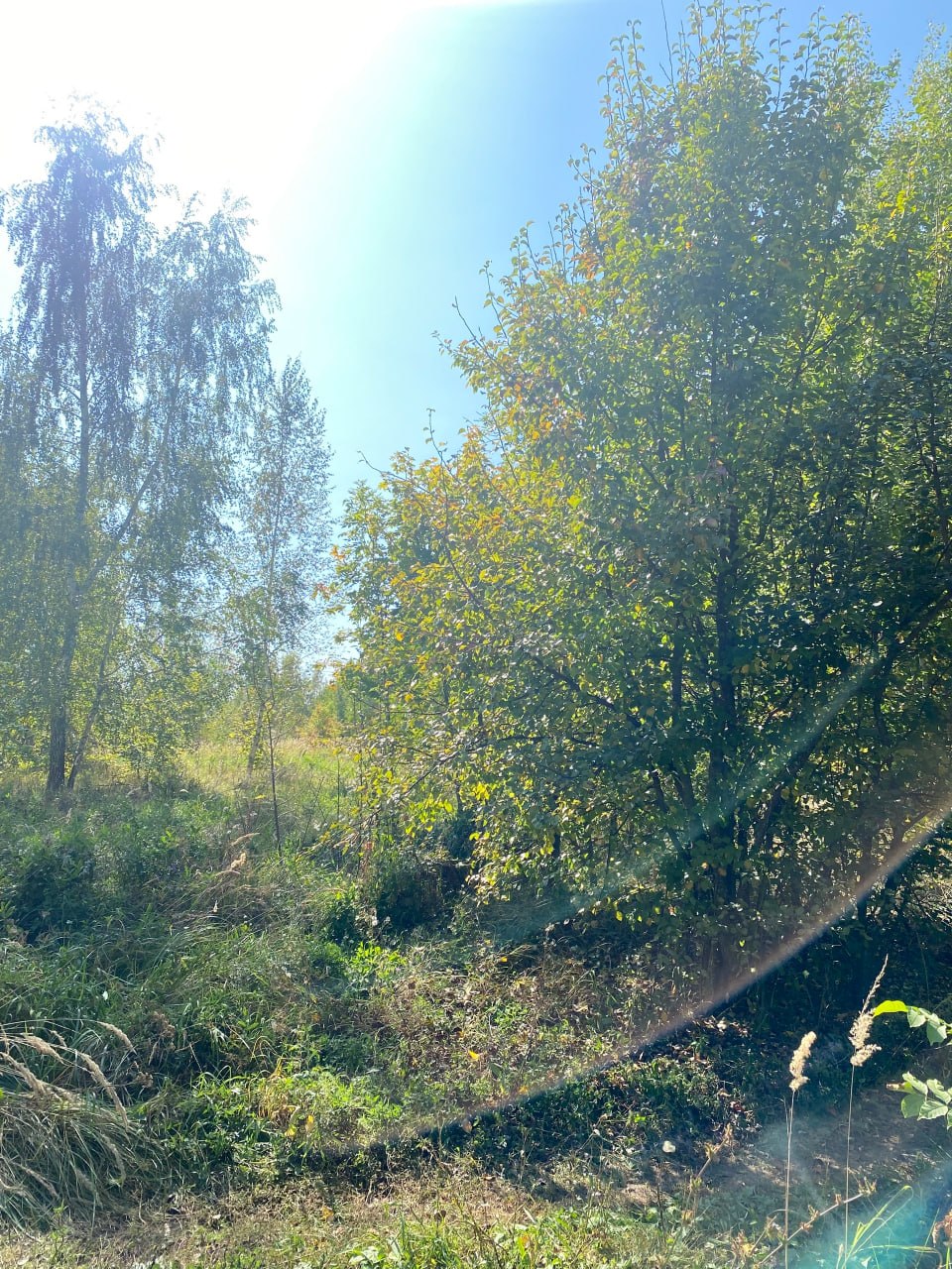 Заросший участок до расчистки