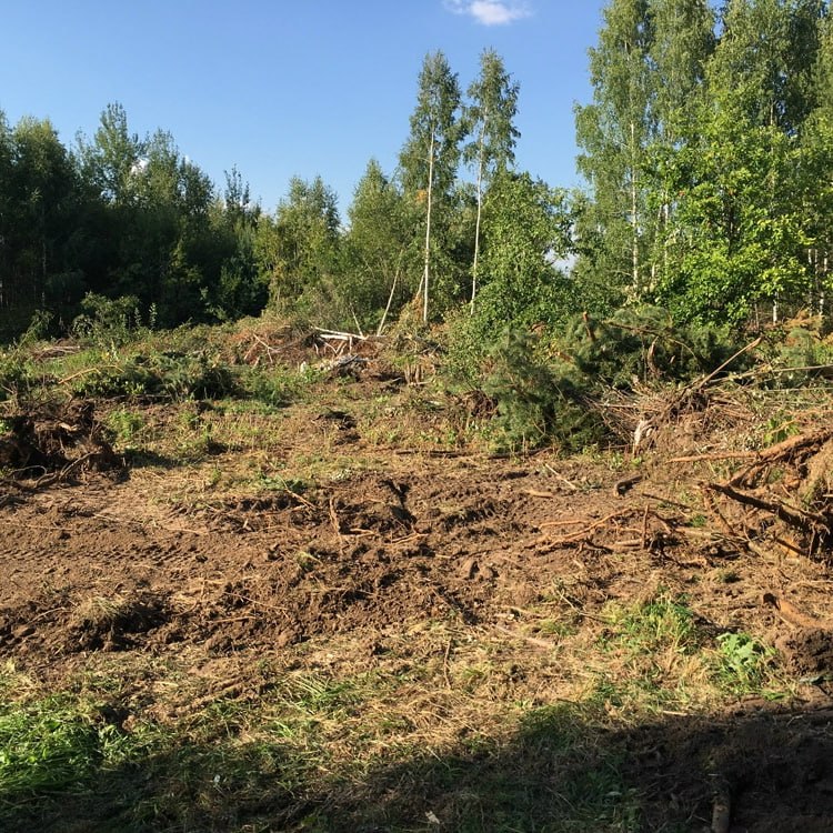 Заросший склон до расчистки