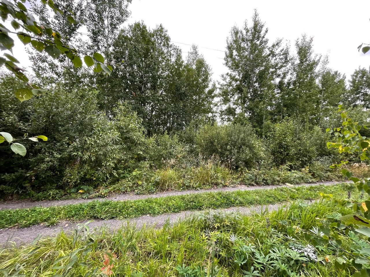 Заросшая обочина вдоль дороги до расчистки